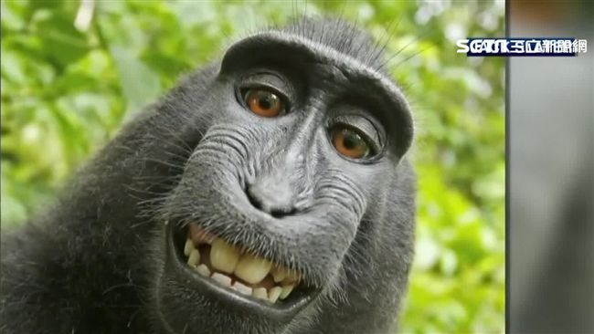 動保替猴子討版權　攝影師搞到快破產
