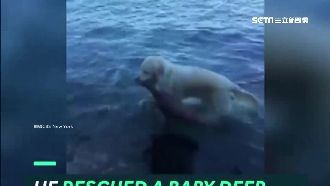 獵犬突跳海！「風暴」救起溺水小鹿