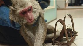 南投，台灣獼猴，捕獸鋏，輾斃（圖／翻攝自野生動物急救站臉書粉絲專頁）
