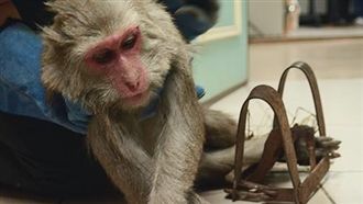 台灣獼猴中捕獸鋏截肢　小嬰猴遭輾斃