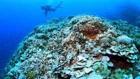 珊瑚，珊瑚礁。（圖／美聯社／達志影像）