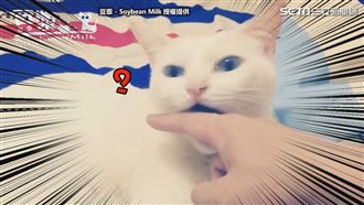 貓奴絕對做過的蠢事！沒做別說養過貓