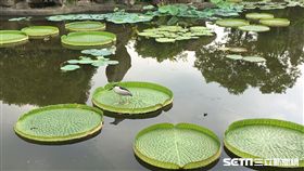 雙溪公園大王蓮。（圖／北市公園處提供）