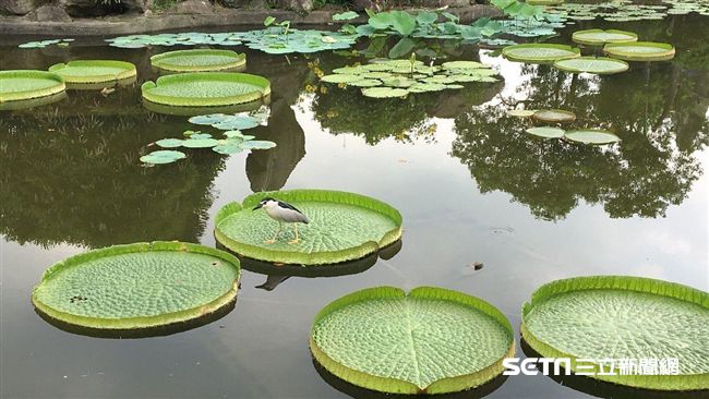 可以承重小孩　大王蓮體驗輕功水上飄
