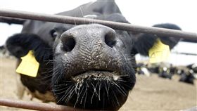 狂牛症,美國,加拿大,美牛, (達志影像／路透)