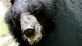 越南，黑熊，熊膽汁（圖／路透社／達志影像）