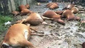 山西省善陽農牧公司40頭肉牛被雷擊電死（圖／翻攝山西晚報）