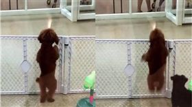 跳舞,狗,毛小孩,貴賓犬,寵物店　圖／翻攝自unilad