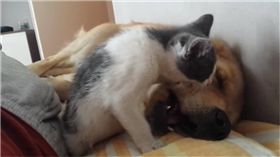 寵物,新奇,毛小孩,汪星人,狗寵物,喵星人,貓