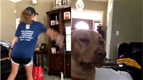 狗,汪星人,保齡球,洗溝,Wii,毛小孩　圖／翻攝自推特