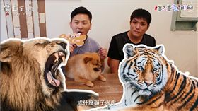 碰碰去哪兒（林顥宗）