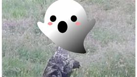 蘇格蘭小鎮驚見尼斯湖水怪爬上陸地(圖/翻攝自太陽報)