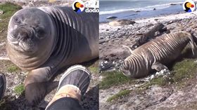 海獅,曬太陽,日光浴,斜坡,驚慌　圖／翻攝自the Dodo