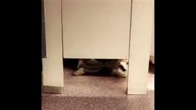 美國,棒球,比賽,廁所,慾火,四腳獸,做愛,門縫,錄影,偷拍
圖／翻攝自twitter