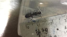 ▲螞蟻長度約1.5公分。（圖／翻攝自PTT）