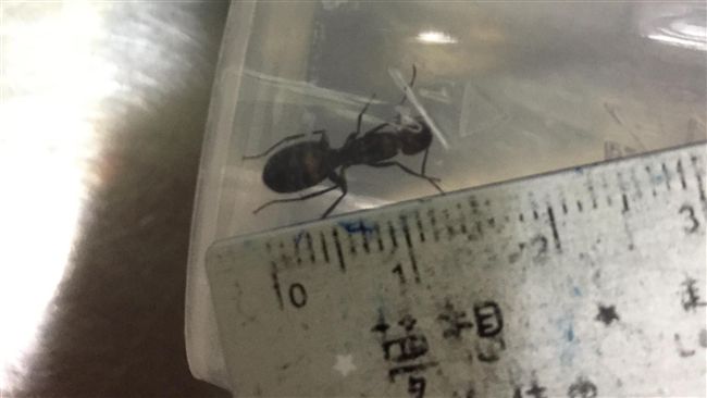 隨手抓1.5公分巨蟻　賺到饗食天堂