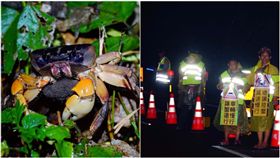 墾丁,陸蟹,保護,封路,路殺,保育 圖／翻攝自墾丁國家公園管理處