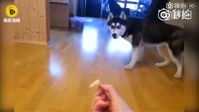 狗,寵物,毛小孩,哈士奇,檸檬,酸,崩潰,二哈
（圖／翻攝自YouTube）