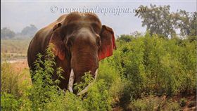 印度,新德里,Corbett,國家公園,大象,紅耳朵,Jagdeep Rajput,攝影(臉書 https://www.facebook.com/jagdeeprajputphotography/photos/a.1741220936149238.1073741828.1741220399482625/1949130672024929/?type=3&theater)