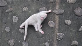 台灣獼猴，獼猴，小白猴（圖／翻攝自二水台灣獼猴生態教育館臉書）