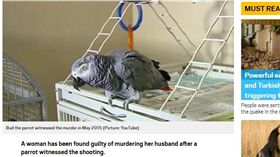 美國，鸚鵡（圖／翻攝自METRO）