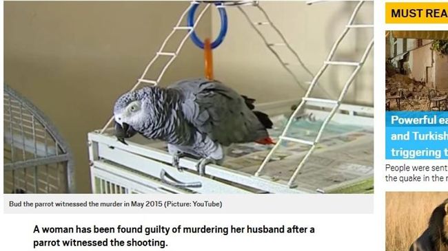女開槍謀殺丈夫　全靠鸚鵡一句話破案
