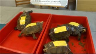 陸龜捨不得丟　台商返台闖關GG了！