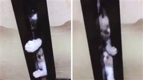 寵物,貓,喵星人,毛孩,小貓,喪屍,僵屍,惡靈古堡
（圖／翻攝自推特）