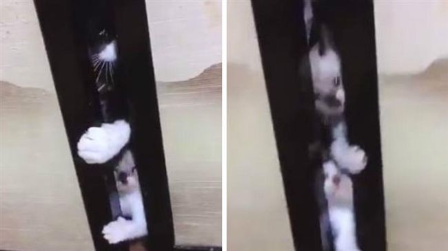 喪屍入侵擠門縫？仔細看竟是「主子」