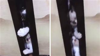 喪屍入侵擠門縫？仔細看竟是「主子」