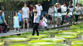 大王蓮,康莊蓮園,桃園,水上漂,桃園蓮花季,荷浪桃桃
（圖／校園記者柯文淨拍攝）