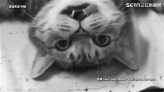 喵星人結紮表情　隔著螢幕都感到絕望