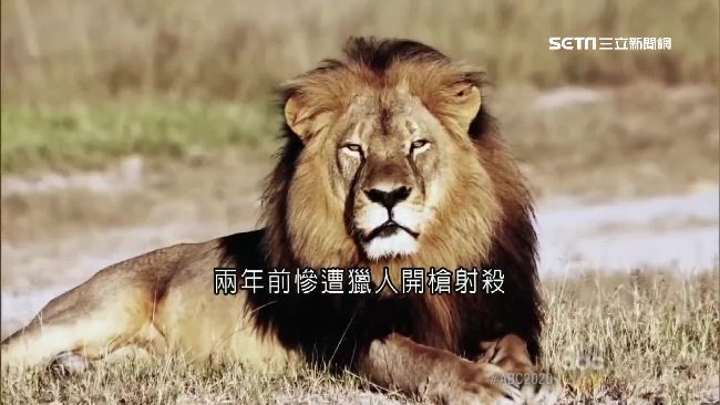 重蹈父親命運　辛巴威獅王之子遭獵殺