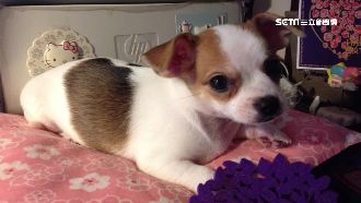 婦擅開寵物店門　害狗溜出遭撞還嗆聲