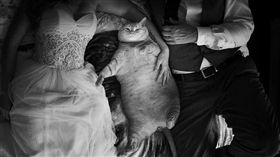 肥貓拍婚紗照（圖／翻攝自臉書Symba the tubby tabby）
