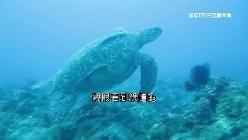 小琉球海龜1200