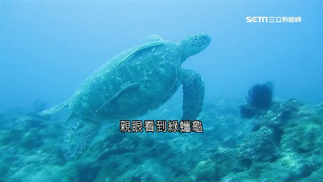 到小琉球消暑！與綠蠵龜近距離玩耍