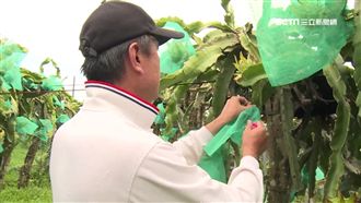 棄百萬年薪！科技新貴轉行種火龍果