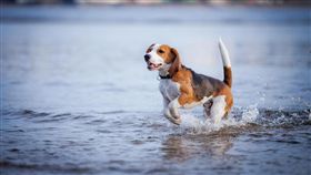 狗
示意圖／Shutterstock／達志影像