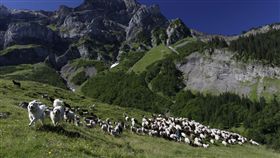 綿羊、羊群、畜牧（圖／路透社／達志影像）