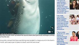 潛水員,印尼,鯨鯊,釣魚線,傷口
http://www.dailymail.co.uk/news/article-4723920/Heroics-saves-whale-shark-removing-wire-caught-mouth.html