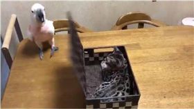 鸚鵡,禮物,盒子,貓,毛小孩　圖／翻攝自推特