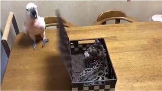 鸚鵡開箱遭貓掌伺候　下一秒霸氣反擊