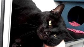 寵物滔客(圖片版權屬於滔客線上雜誌)