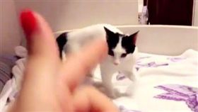 想紅很難！貓咪中槍倒地演技逼真　被封「奧斯卡影后」（圖／翻攝自andreeaconduee instagram）
https://www.instagram.com/andreeaconduee/
