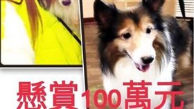 女網友愛犬走失，懸賞一百萬（圖／翻攝自Alexia Victoria Rankin臉書）
