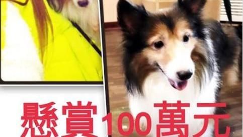 愛犬疑遭擄　正妹祭百萬懸賞金盼協尋