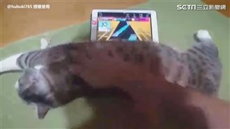 讓喵皇舒服到嫑嫑！賜鏟屎官最高榮譽