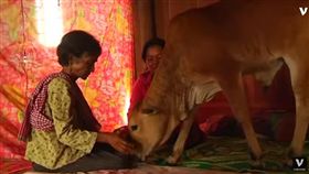 柬埔寨，老婦人，牛，結婚，牛老公（圖／翻攝自YouTube）