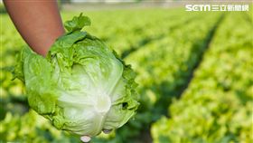 逾半蔬果來自台灣　麥當勞攜手農民：吃得下也睡得著